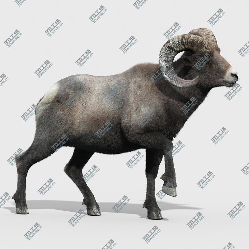 images/goods_img/2021040231/Bighorn sheep(FUR)(RIGGED)/5.jpg